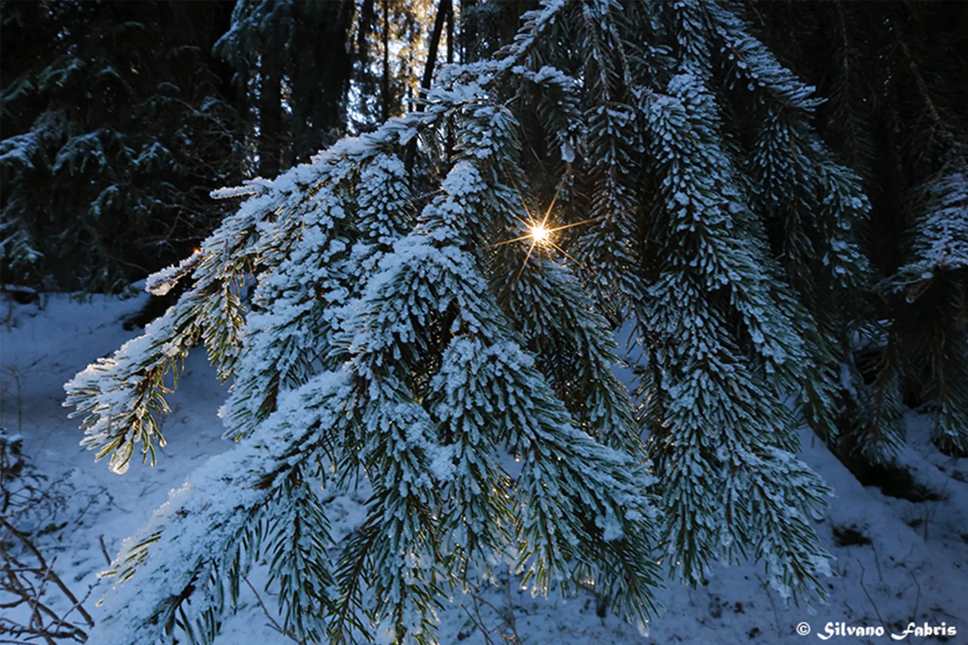 Inverno offerte speciali Hotel Europa Residence Asiago Inverno offerte speciali Hotel Europa Residence Asiago